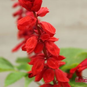 SALVIA - SAUCY RED 4IN