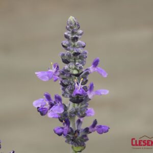 SALVIA - MYSTY 4IN