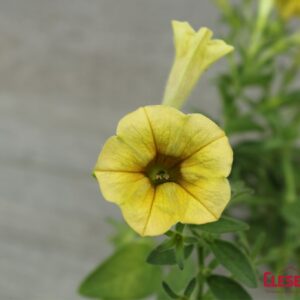 PETUNIA - DEKKO BANANA 4IN
