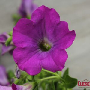 PETUNIA - WAVE LAVENDER 4IN