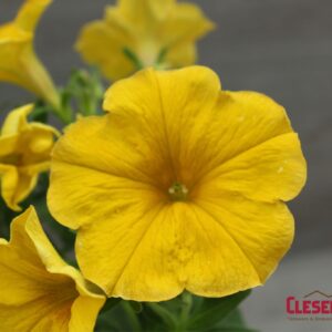 PETUNIA - SANGUNA SUNRISE 4IN