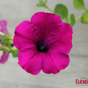 PETUNIA - WAVE ORIGINAL PURPLE 4IN