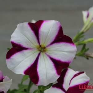 PETUNIA - EASY WAVE BURGUNDY STAR 4IN