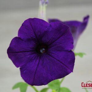 PETUNIA - E3 EASY WAVE BLUE 4IN