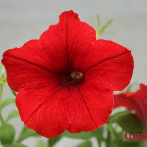 PETUNIA - E3 EASY WAVE RED 4IN