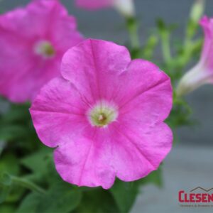 PETUNIA - E3 EASY WAVE PINK 4IN