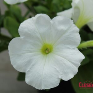 PETUNIA - E3 EASY WAVE WHITE 4IN