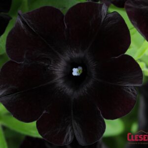 PETUNIA - SLINGSHOT BLACK MAGIC 4IN