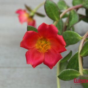 PORTULACA - RIO GRANDE SCARLET RED