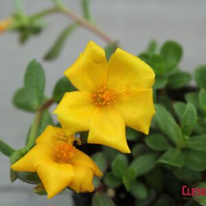 PORTULACA - RIO GRANDE YELLOW 4IN