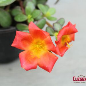 PORTULACA - RIO GRANDE ORANGE 4IN