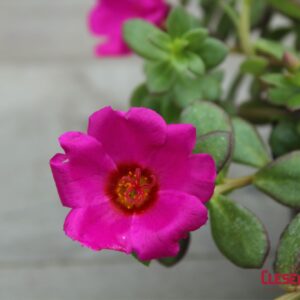 PORTULACA - RIO GRANDE MAGENTA 4IN