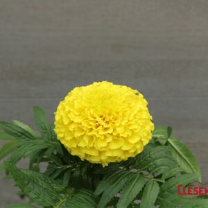 MARIGOLD - TAISHAN YELLOW 4IN