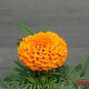 MARIGOLD - TAISHAN ORANGE 4IN