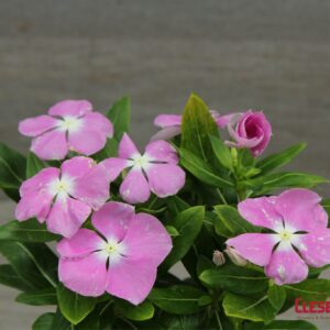 PERIWINKLE - VALIANT ORCHID 4IN