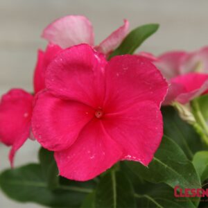 PERIWINKLE - VALIANT PUNCH 4IN