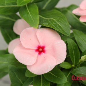 PERIWINKLE - VALIANT APRICOT 4IN