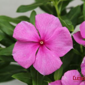 PERIWINKLE - VALIANT LILAC 4IN