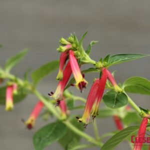 CUPHEA - HONEYBELLS 4IN