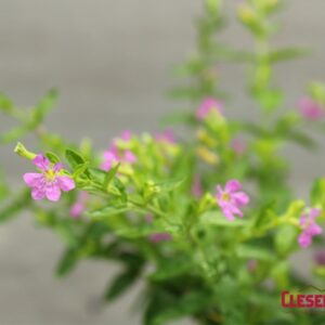 CUPHEA - PURPLE 4IN