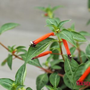 CUPHEA - CHERRYBELLS 4IN