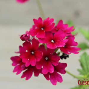 VERBENA - LANAI MAGENTA 4IN