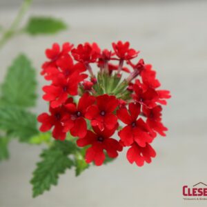 VERBENA - LANAI RED 4IN