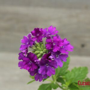 VERBENA - LANAI PURPLE 4IN