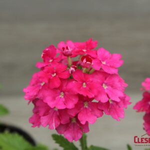 VERBENA - LANAI DEEP PINK 4IN