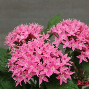 PENTAS - LUCKY STAR DEEP PINK 4IN