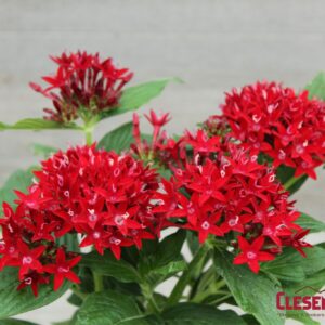 PENTAS - LUCKY STAR DARK RED 4IN