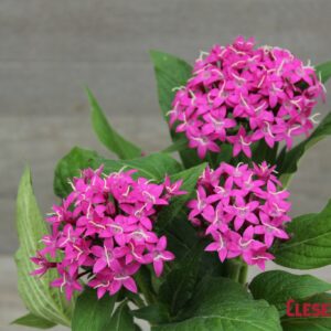 PENTAS - LUCKY STAR VIOLET 4IN