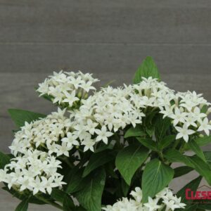 PENTAS - LUCKY STAR WHITE 4IN