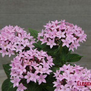 PENTAS - LUCKY STAR LAVENDER 4IN