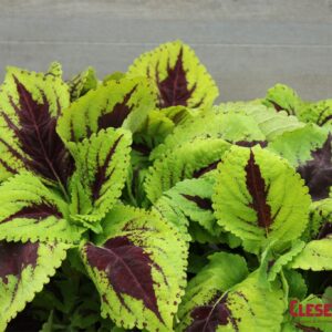 COLEUS - KONG JR. LIME VEIN 4IN