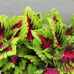 COLEUS - KONG JR. ROSE 4IN