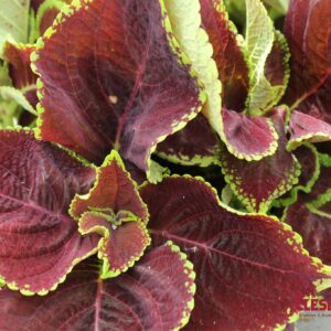 COLEUS - KONG JR. SCARLET 4IN