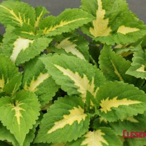 COLEUS - KONG JR. GREEN HALO 4IN