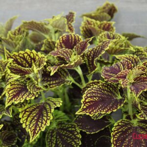 COLEUS - MAIN STREET VENICE BLVD 4IN