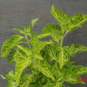 COLEUS - MAIN STREET RIVER WALK 4IN