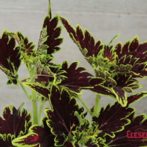 COLEUS - MAIN STREET BOURBON ST