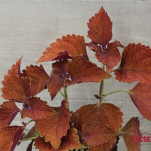 COLEUS - MAIN STREET WALL ST 4IN