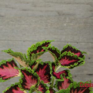 COLEUS - HEARTBREAKER 4IN