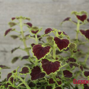 COLEUS - WEDDING TRAIN BURGUNDY 4IN