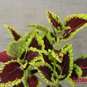 COLEUS - MAIN STREET ALLIGATOR ALLEY 4IN