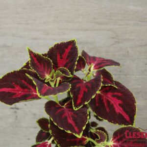 COLEUS - MAIN STREET ORCHARD ROAD 4IN