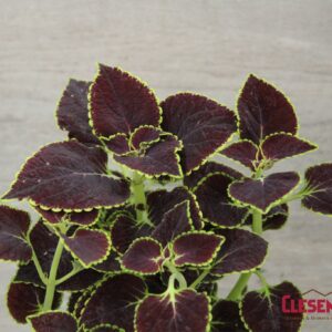 COLEUS - MAIN STREET BROAD ST 4IN