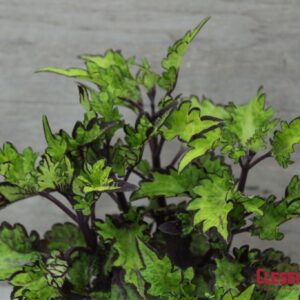 COLEUS - MAIN STREET RODEO DR 4IN