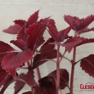 COLEUS - MAIN STREET BEALE ST