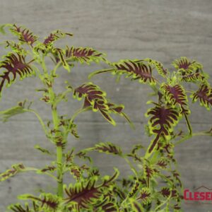 COLEUS - SKELETAL 4IN
